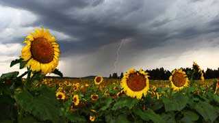 Lightning Strikes Sunflowers